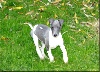 Whippet