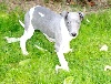 Whippet