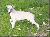 Whippet