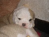 Bulldog Anglais