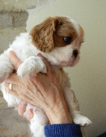 Chiots Cavalier King Charles Spaniel disponibles sur Atara.com