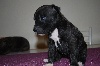 Staffordshire Bull Terrier