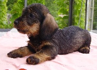 Chiots Teckel poil dur disponibles sur Atara.com