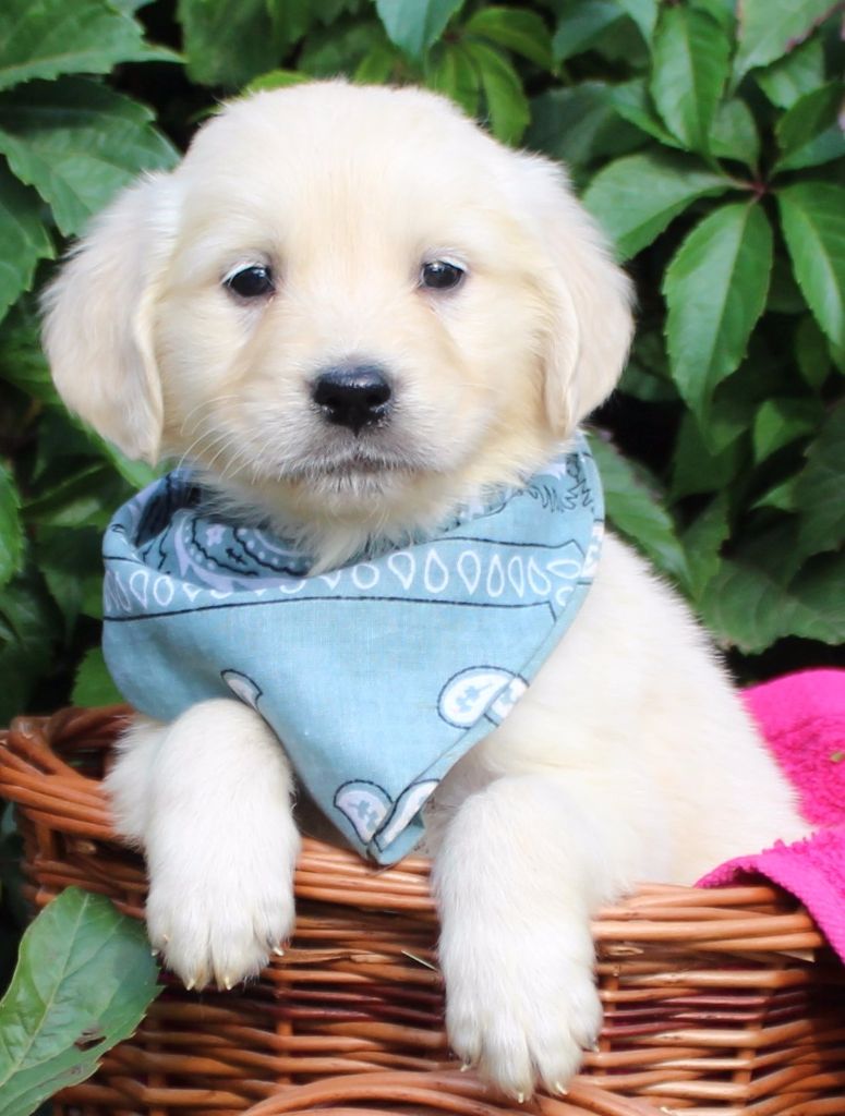 Chiot Golden Retriever, femelle disponible en Bretagne, 56 Morbihan. Toutes les portees, les Chiot Golden Retriever, femelle disponible en Bretagne, 56 Morbihan. Toutes les portees, les