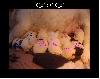 Chiots de l'�levage de la Magie des Celtes
