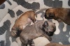Chiots de l'�levage de la L�gende de Shanti