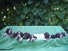 Chiots de l'�levage du Pachera du Yout