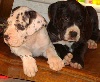 Dogue allemand