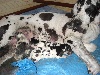 Chiots de l'�levage d'Omaha dog