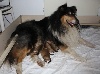 Chiots de l'�levage du domaine du bois de lys