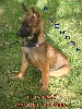 Berger Belge