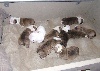the banditbulls