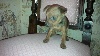 Chiots de l'�levage Magnoux de l'Ours en Peluche