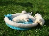 Chiots de l'�levage Magnoux de l'Ours en Peluche