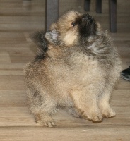 Chiots Spitz allemand disponibles sur Atara.com