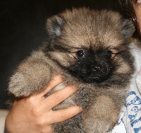Chiots Spitz allemand disponibles sur Atara.com