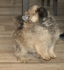 du royaume des bouts de chou