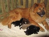 Eurasier
