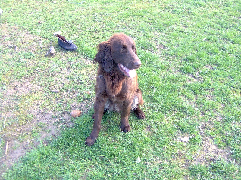 Publication : de Thailane Auteur : Bruno Lengagne