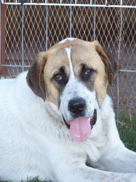 Publication : des gardiens des etoiles