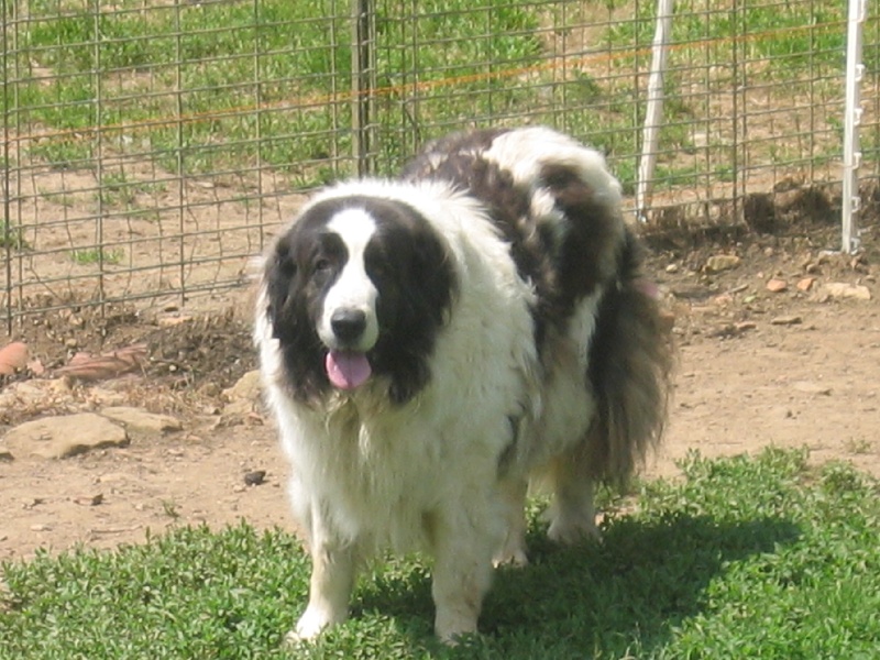 Ossa de serra de l'obac
