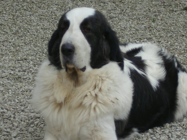 Publication : Du Patre De La Vendetta 