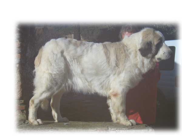 Publication : Can Cabot Auteur : Can Cabot