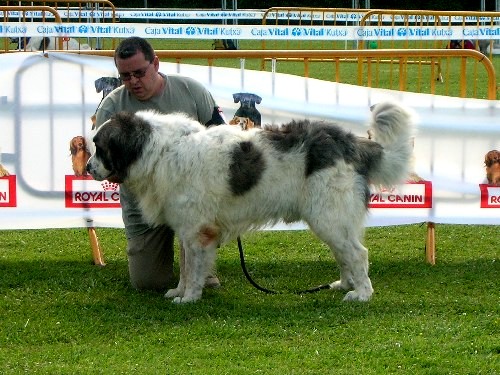 Publication : de Saigola 