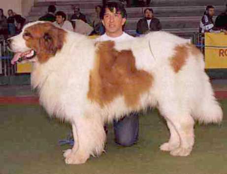 CH. Nagusi de larresalkoak