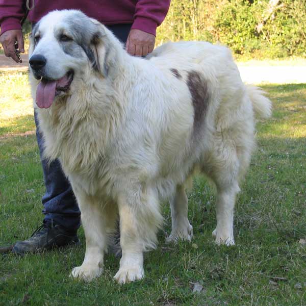 Publication : Can Cabot Auteur : Can Cabot