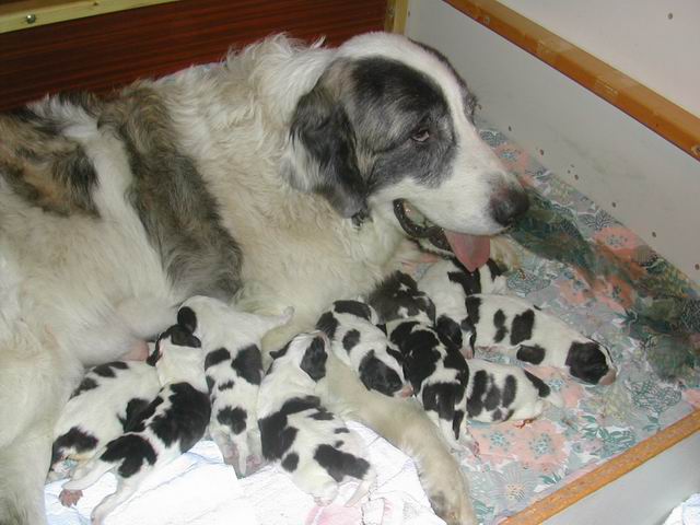 CH. Upsa du Vanil des Artses