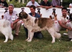 Gajanes candela de moralet