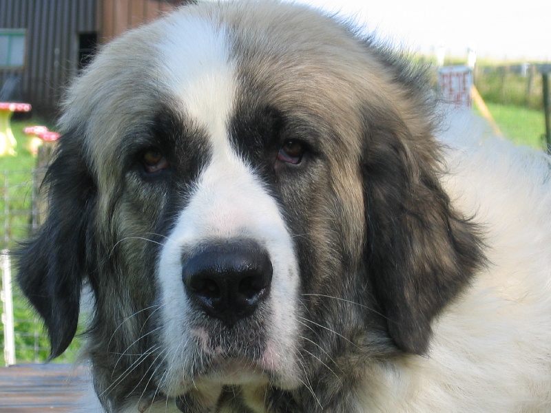 CH. Cachou du Vanil des Artses