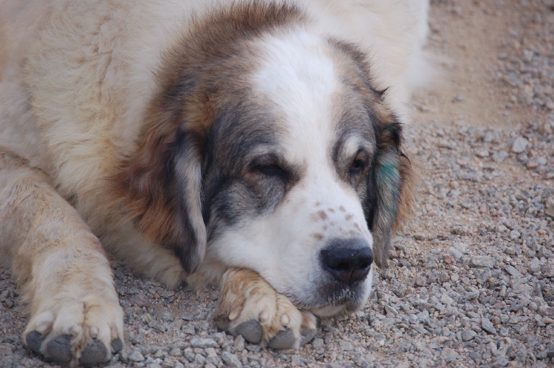 Publication : Can Cabot Auteur : Can Cabot