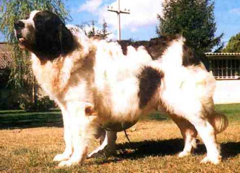 Garrituerta De la tajadera del tio roy