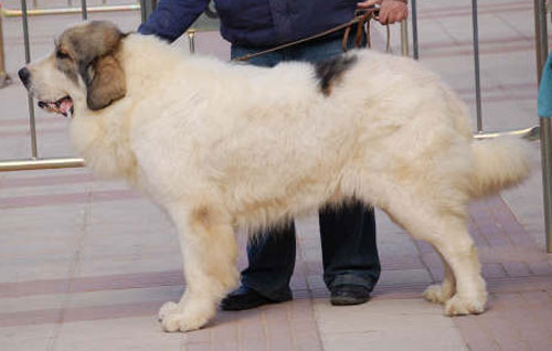 Publication : Can Cabot Auteur : Agustín Cáceres