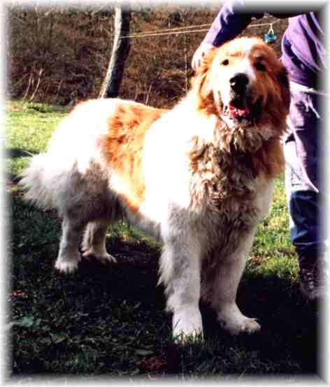 Pagoa de larresalkoak