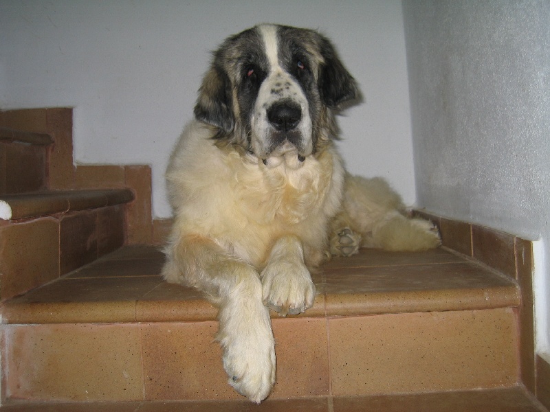 Publication : Can Cabot Auteur : Can Cabot