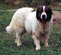 Étalon Mâtin des Pyrenees - CH. B'ingenious (Sans Affixe)