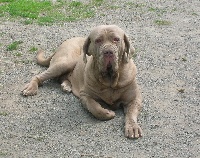 Étalon Mâtin Napolitain - Assaia du grand Salix