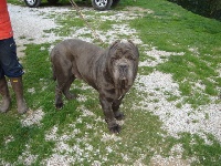 Étalon Mâtin Napolitain - Bartolomeo del robbiano