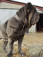 Étalon Mâtin Napolitain - Tazman du gué pandour