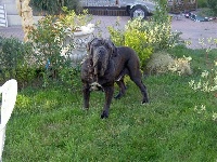 Étalon Mâtin Napolitain - Brando Di vicenza