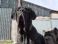 Étalon Mâtin Napolitain - CH. Bimbo (Sans Affixe)