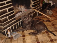 Étalon Mâtin Napolitain - Calgary du gué pandour