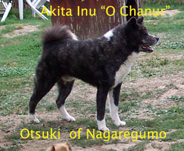 Otsuki Of Nagaregumo