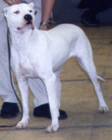 Publication : La chevauchée sauvage 