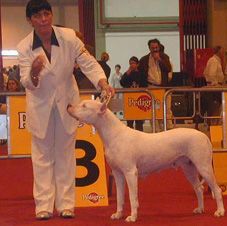 CH. Ana de Jauria brava