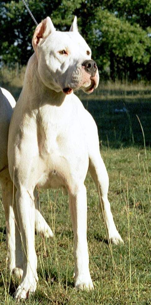 Stigmata de los Hijos de la Luna