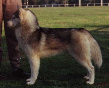 My love for ever of night shining